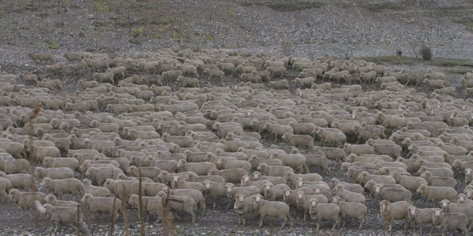 Dozens of sheep walk on frost covered ground in a field