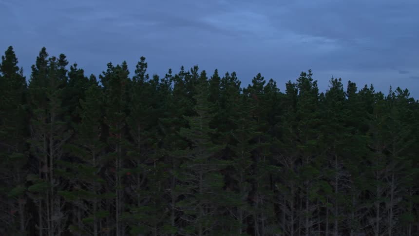 The tops of pine trees are being filmed by drone