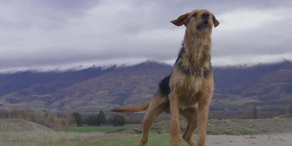 A dog howls and barks in front of a mountain