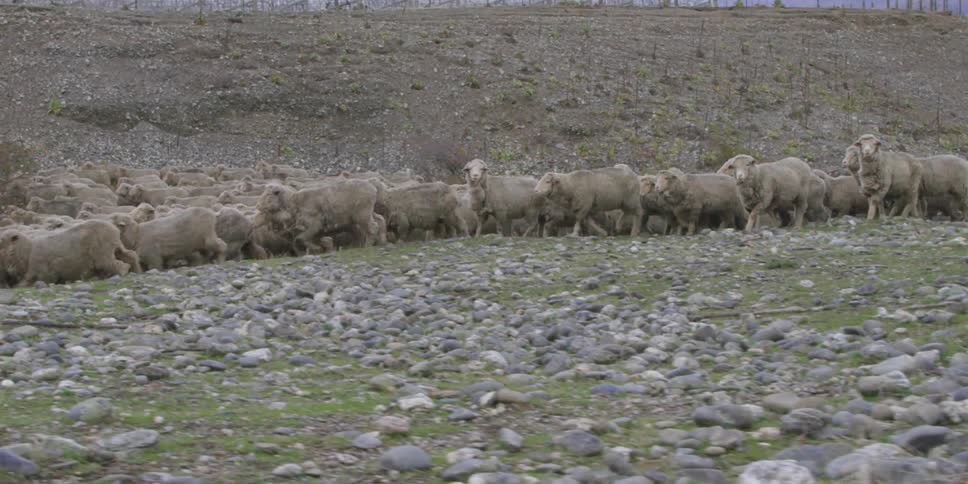 A herd of sheep move along the base of a hill