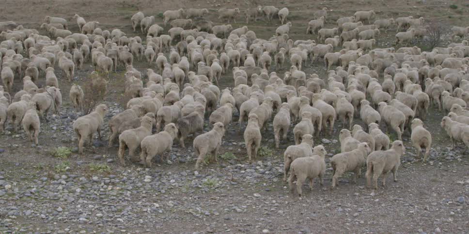 A flock of sheep move ahead and start grazing