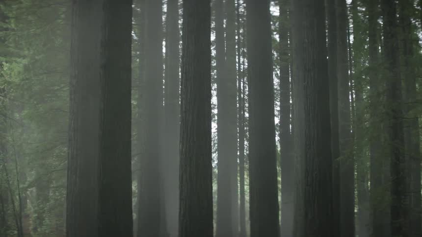 A forest of trees is being filmed