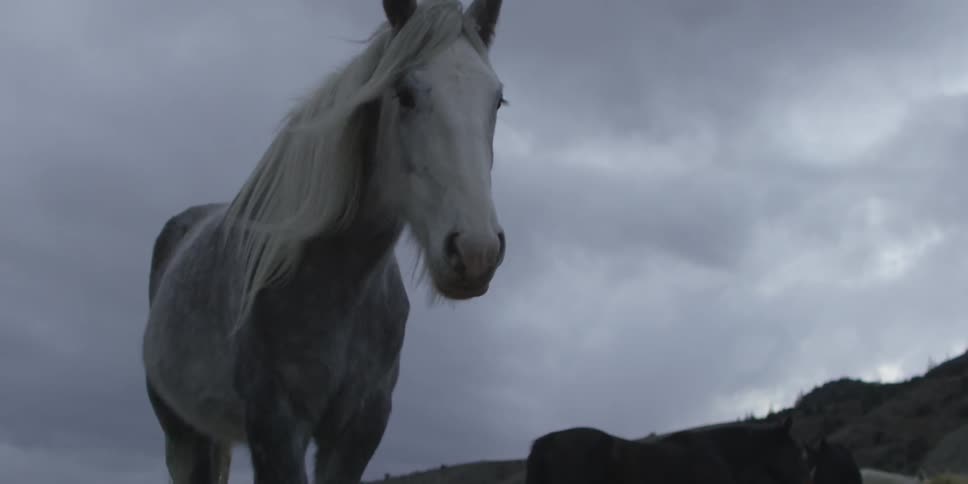 White horse and black horses stand in a field on a cloudy day
