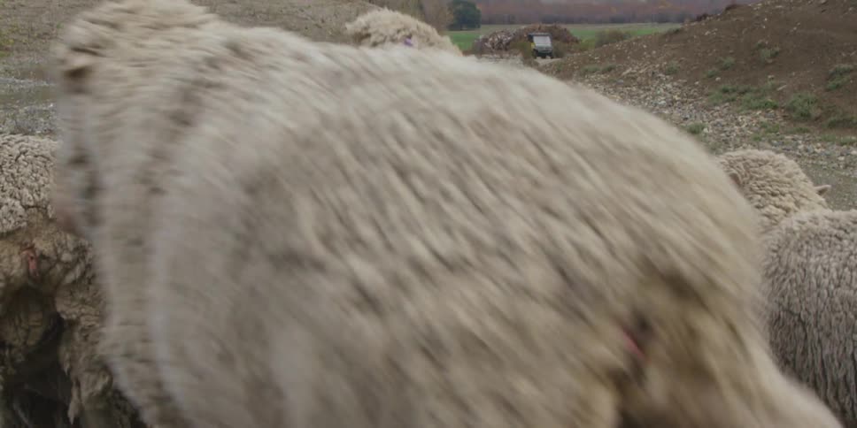 Sheep are being herded