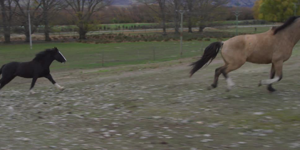 Horses run through a pasture on a overcast day