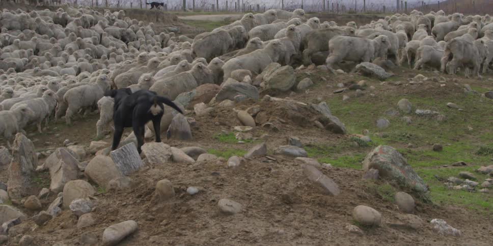 A black dog barks to keep a flock of sheep moving