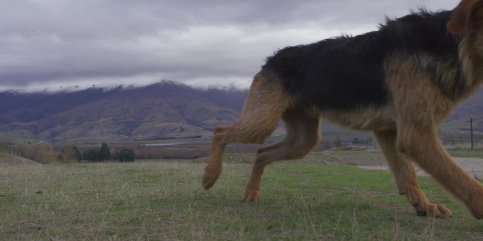 A dog gets up and runs in slow motion