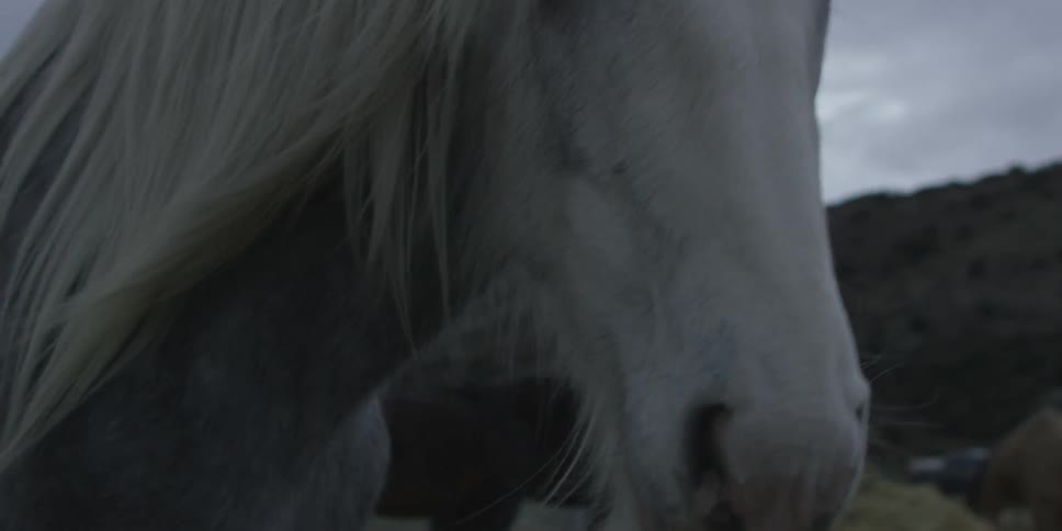 A ground of horses stand in a rural farmland