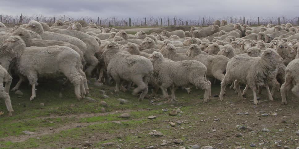 Large herd of sheep moving around a field