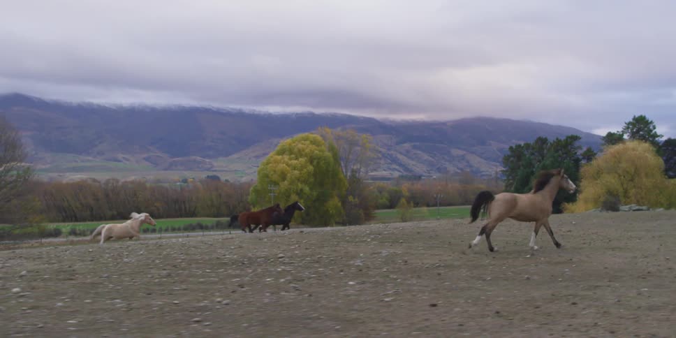 Horses run through a field near a mountain range