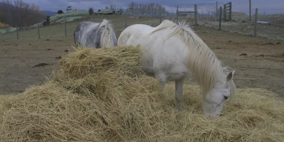 Horses eat hay on an overcast day