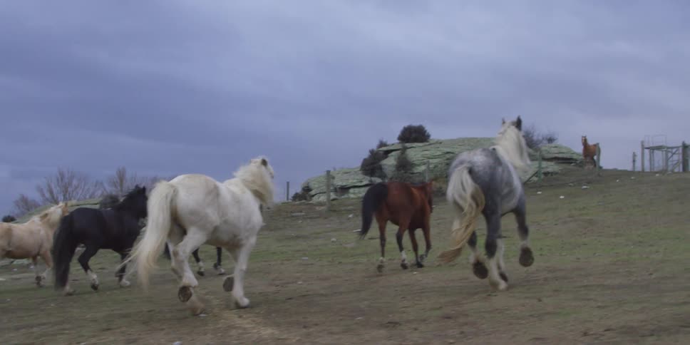 Horses run through a pasture on a overcast day
