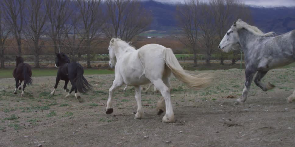 Horses run through a pasture on a overcast day