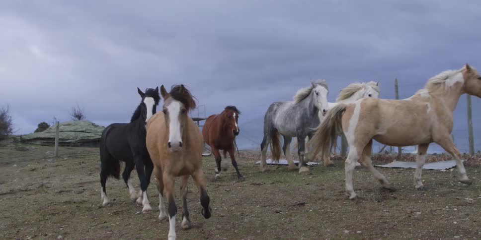 Horses run through a pasture on a overcast day