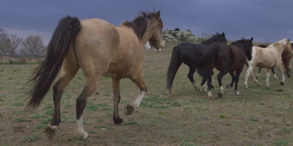 Horses run through a pasture on a overcast day