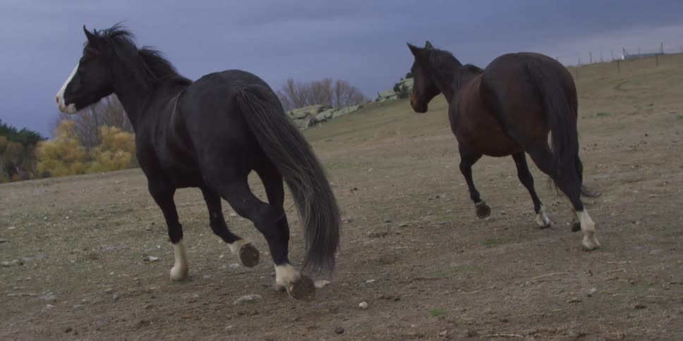 Horses run in a field with ominous clouds overhead