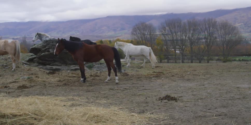 Horse in a pasture on an overcast day