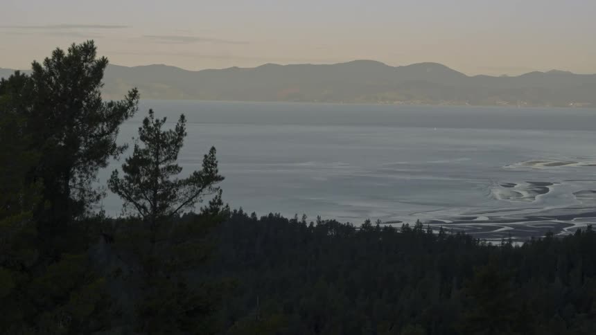 Tracking over pine forest, tilting up to reveal sea