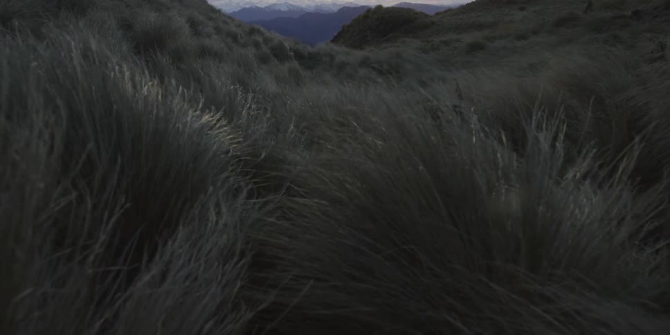 Air is blowing over the tall grass reeds