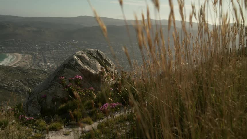 Yellow grass waves in a breeze on top of a hill