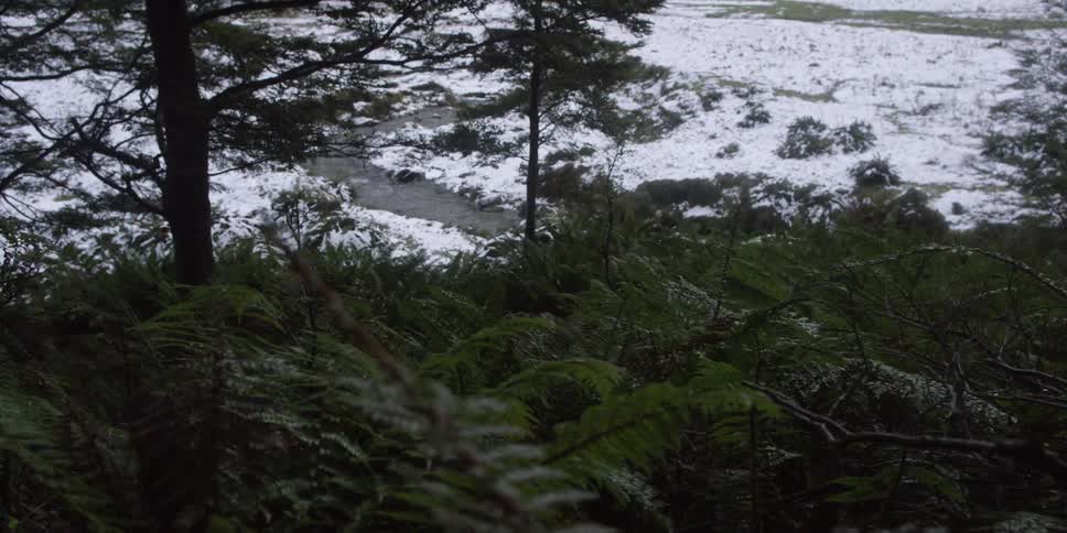Trees and plants in the snow