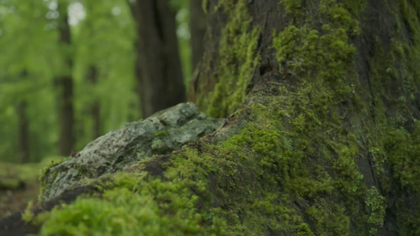 The trees in the forest are covered with moss