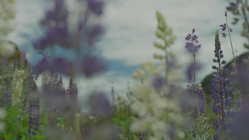 A field of purple flowers