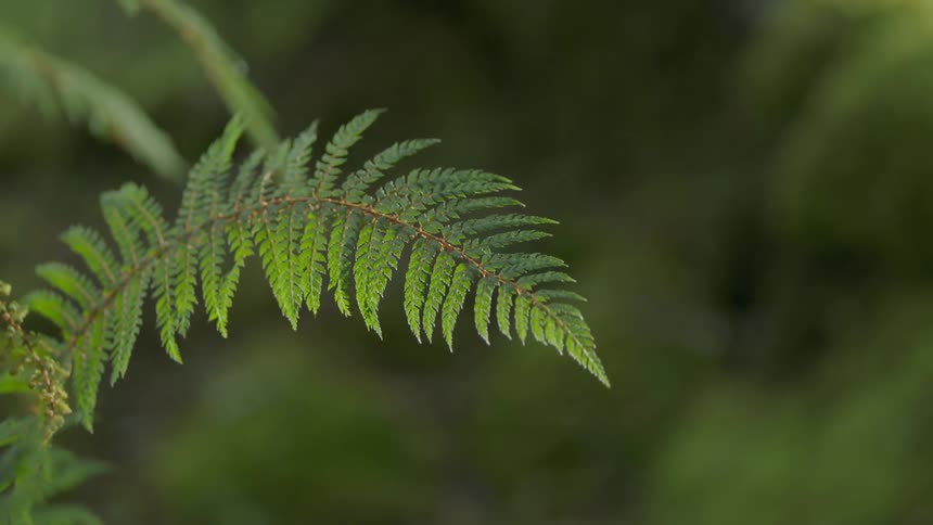 A branch is blowing in the wind