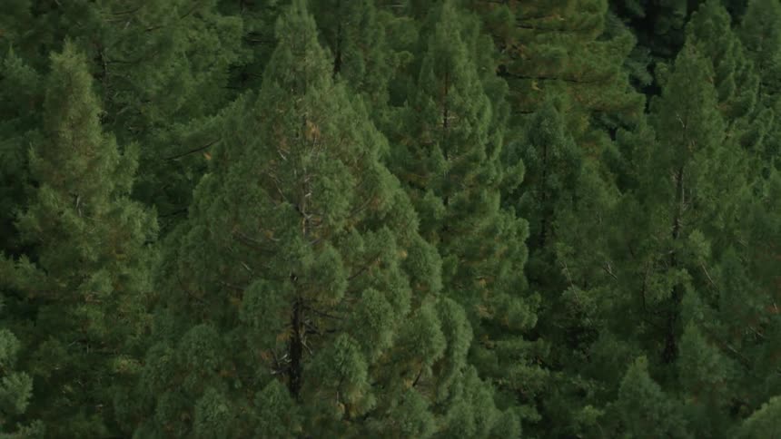 Aerial view of many trees in a forest