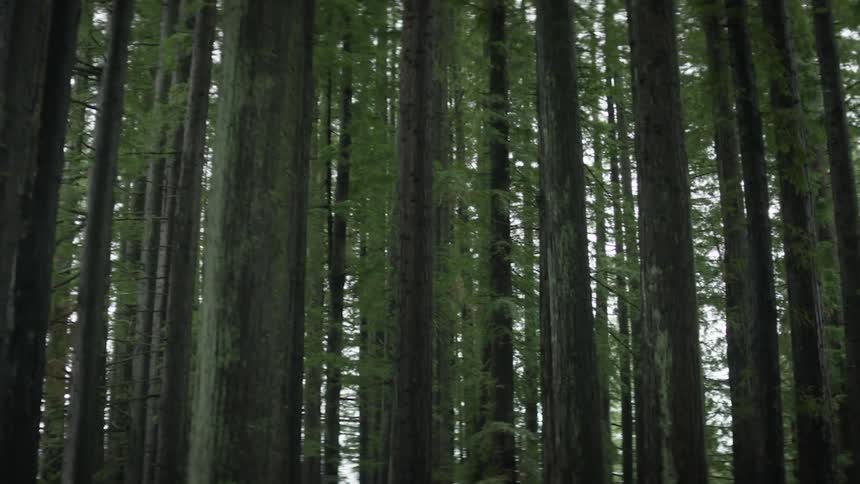 The tall trees in the forest have fog around them