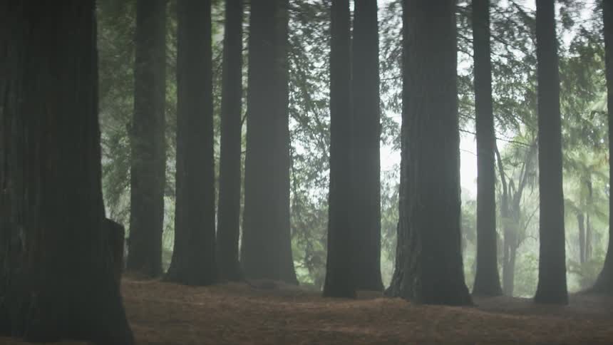 The foggy forest is being filmed