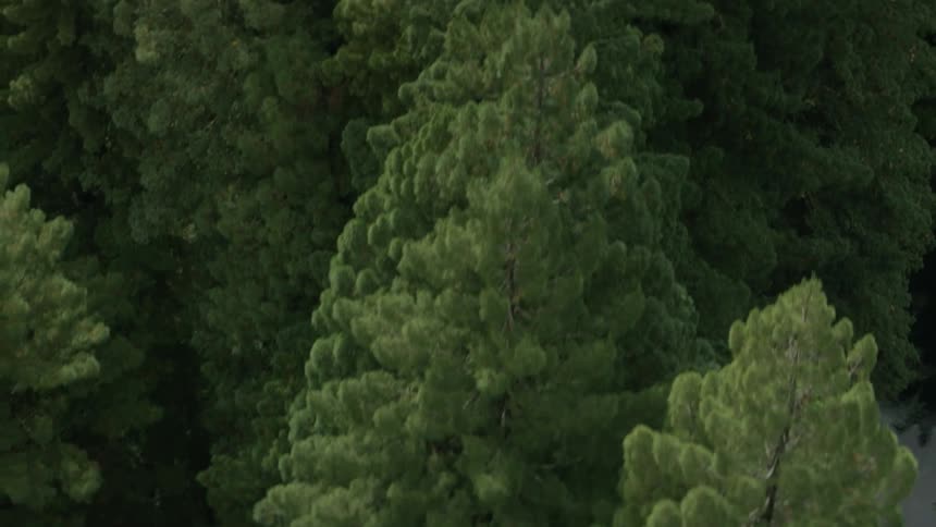 A forest of trees is being filmed from above