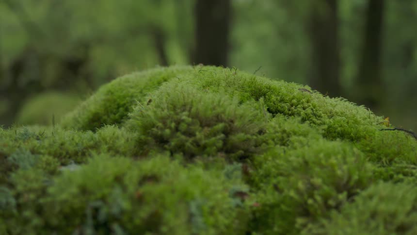 A mossy rock in a forest