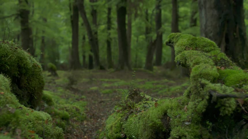 The forest is lush full of green