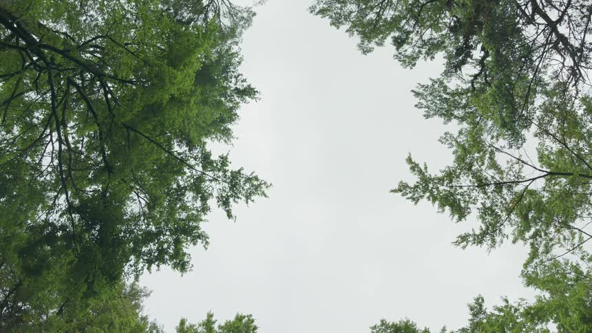 Trees on a cloudy day