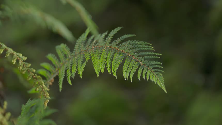 A fern blows in the wind