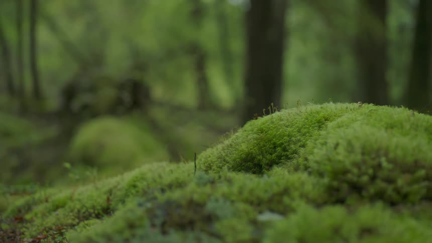 The forest is full of trees and moss