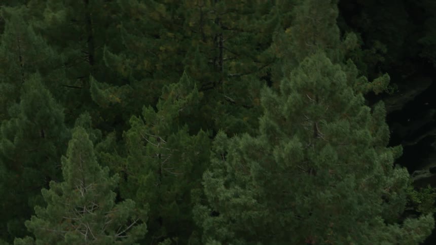 The forest is dark and full of tall trees