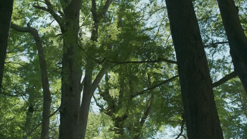 The sun is shining on forest trees during the day