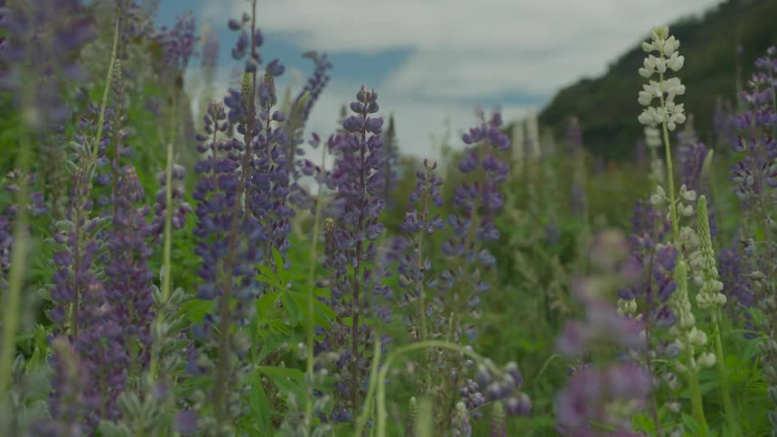 Purple flowers stand tall under a cloudy blue sky