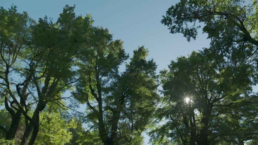The tall trees are covering the sun