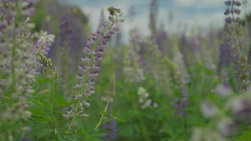 Field of purple flowers swaying in the breeze