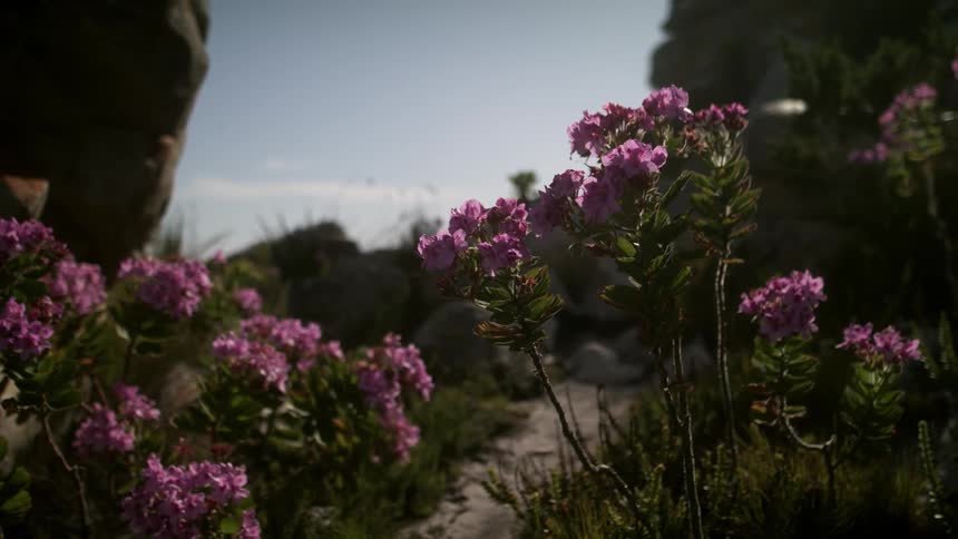 Purple flowers swaying in the breeze