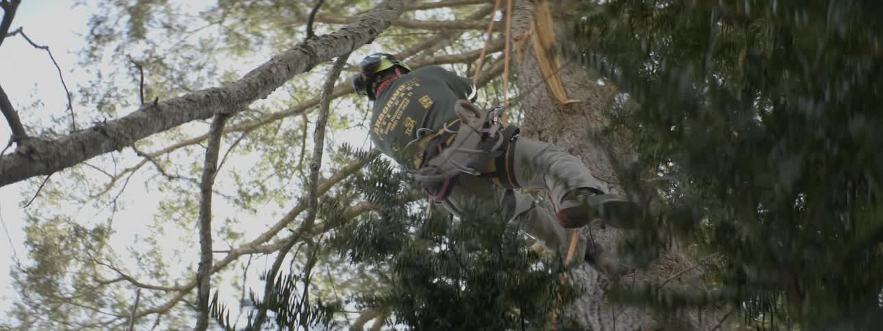 An arborist climbs up a tree