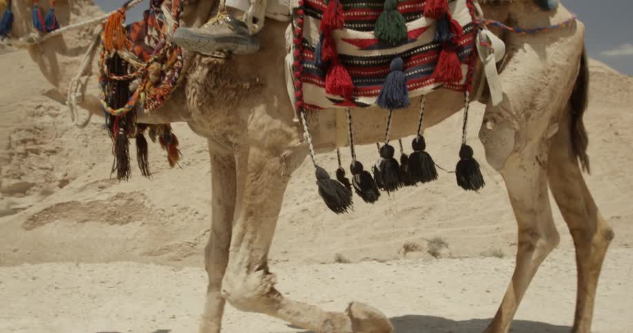 A man rides a camel decorated with tassels