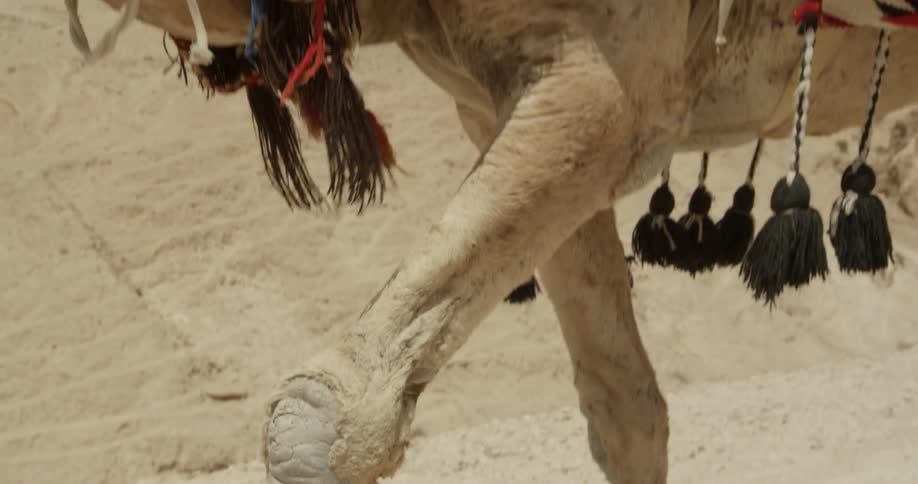 A man rides a camel through the desert