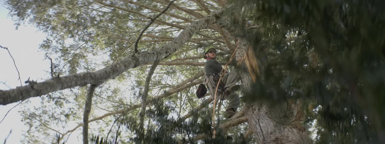 A man is climbing up a tree