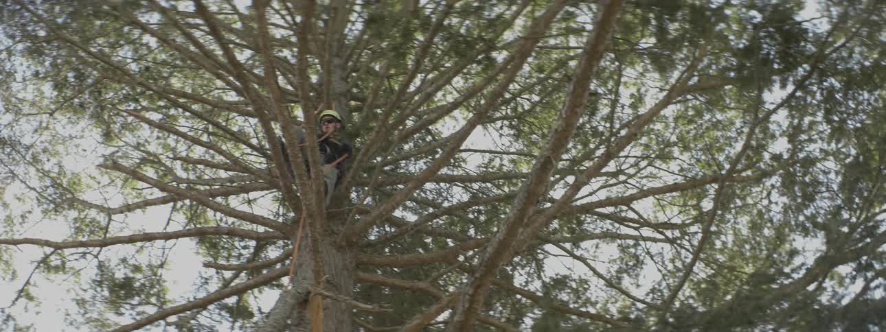 A man is up on the tree wearing a helmet