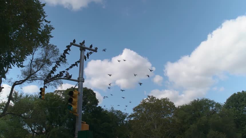 A flock of birds gather atop a street light post