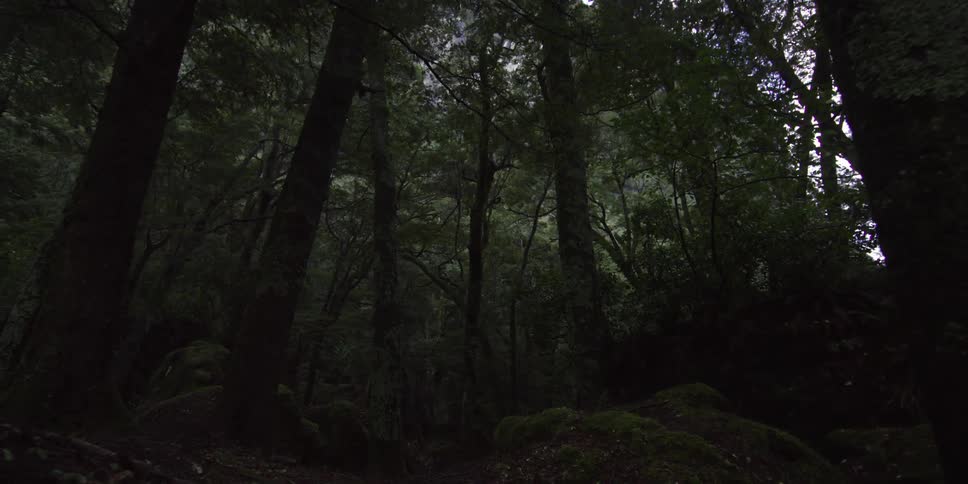 A video showing the forest vegetation on a cloudy day